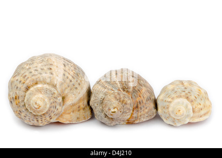 Drei Rapana Muscheln isoliert auf weißem Hintergrund Stockfoto