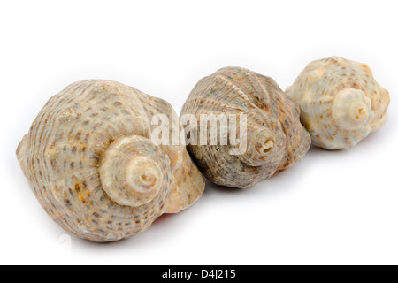 Drei Rapana Muscheln isoliert auf weißem Hintergrund Stockfoto