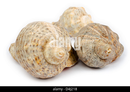 Drei Rapana Muscheln isoliert auf weißem Hintergrund Stockfoto