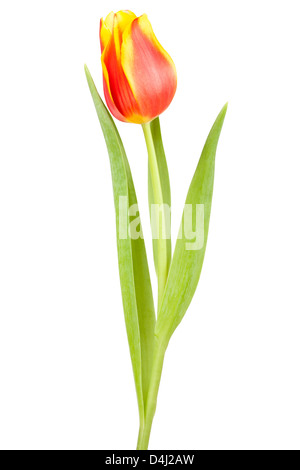 Tulpen auf weißem Hintergrund Stockfoto
