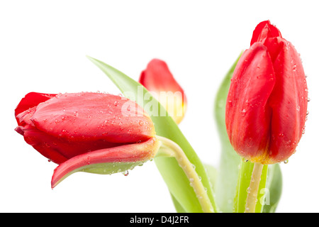 Tulpen Knospen rot auf weißem Hintergrund Stockfoto