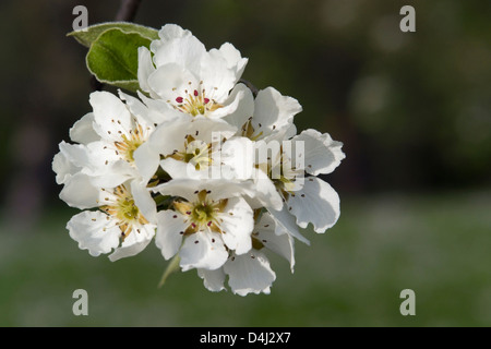 einige Birne Blüten in unscharfen Rücken Stockfoto