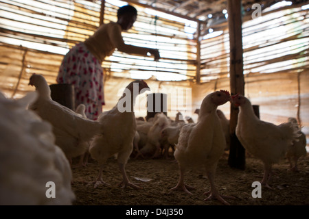 Afrikanische Frau ernährt ihre Hühner in einer hölzernen Scheune in Manica Dorf, Manica Bezirk, Mosambik. Stockfoto