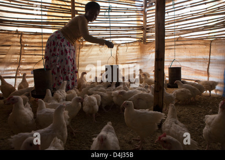 Afrikanische Frau ernährt ihre Hühner in einer hölzernen Scheune in Manica Dorf, Manica Bezirk, Mosambik. Stockfoto