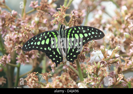 Grün tailed Jay Schmetterling Stockfoto