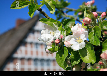 Altes Land, Apfelblüte vor ein gerahmtes Bauernhaus, Niedersachsen, Deutschland Stockfoto