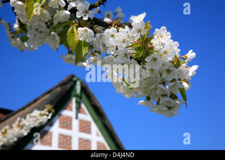 Altes Land, Kirschblüte in der Nähe von alten reetgedeckten Bauernhaus, Niedersachsen, Deutschland Stockfoto