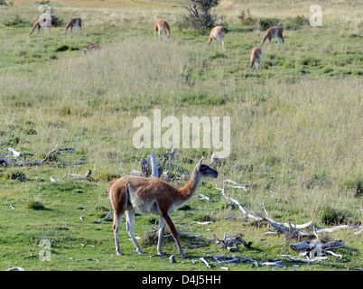 Guanakos (Lama Guanicoe) Weiden auf grünen Rasen in einer ansonsten ariden Landschaft... Torres del Paine Nationalpark Stockfoto