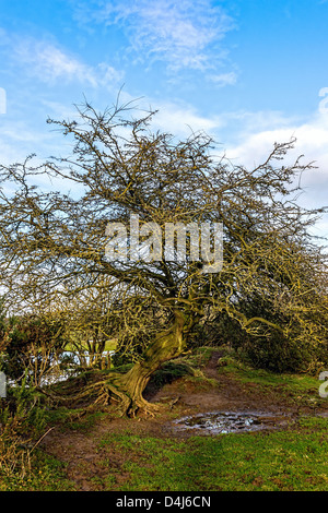 Pflanze, Weißdorn, knorrig, verdreht, ausgesetzt Stockfoto