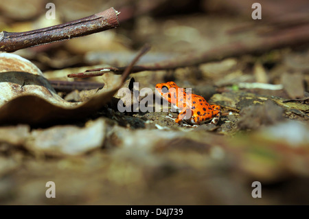 Erdbeere Pfeilgiftfrosch, Oophaga Pumilio Bastimentos Nationalpark, Bocas del Toro, Panama Stockfoto