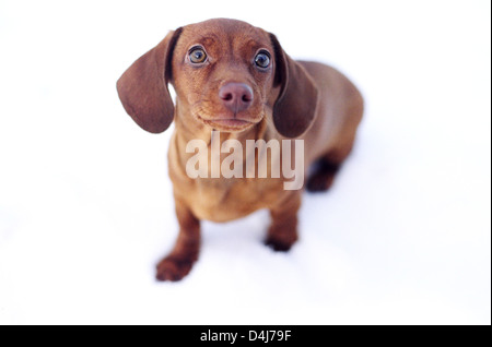 Dackel Welpe im Schnee stehen. Stockfoto