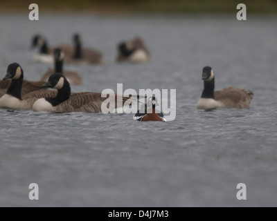 Red-Breasted Goose mit Kanadagänse Stockfoto