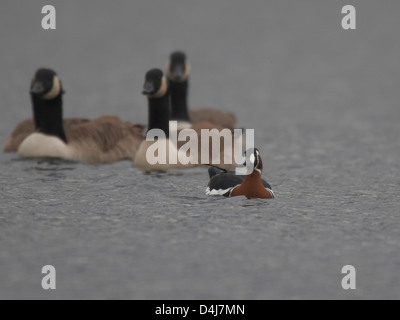 Red-Breasted Goose mit Kanadagänse Stockfoto