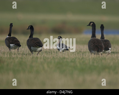 Red-Breasted Goose mit Kanadagänse Stockfoto