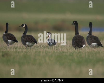 Red-Breasted Goose mit Kanadagänse Stockfoto