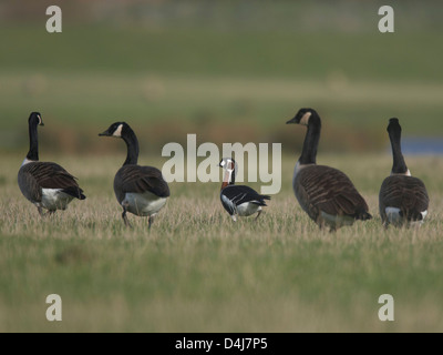 Red-Breasted Goose mit Kanadagänse Stockfoto