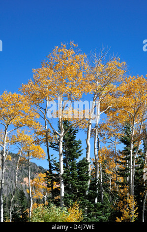 Espe Bäume geschmückt in den Farben des Herbstes, wächst unter den Evergreens in der Nähe von Cedar City, Utah Stockfoto