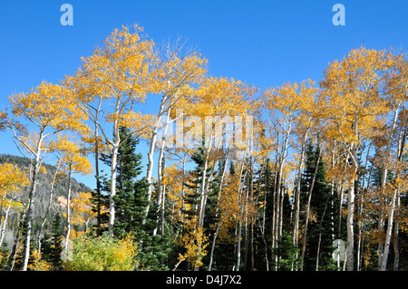 Espe Bäume geschmückt in den Farben des Herbstes, wächst unter den Evergreens in der Nähe von Cedar City, Utah Stockfoto