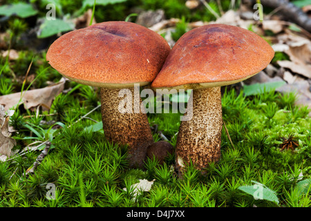 Zwei essbare Pilzarten, rot-capped Stockfoto