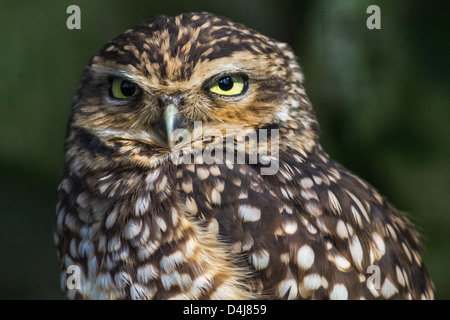 Kanincheneule Stockfoto