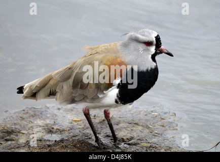 Südlichen Kiebitz (Vanellus Chilensis) auf der Suche nach Nahrung am Ufer Meeres. Puerto Natales, Stockfoto