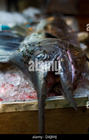 Der schnellste Fisch im Ozean liegt auf einem Tisch fliegen bedeckt und in Blöcken für ein BBQ in Thailand verkauft. Stockfoto