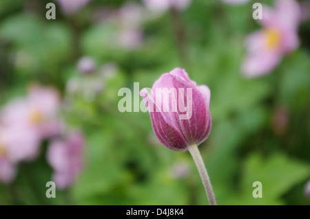 Rosa japanische Anemone, Anemone Hupehensis, Nahaufnahme Schuss Knospe mit Raum-Runde Stockfoto