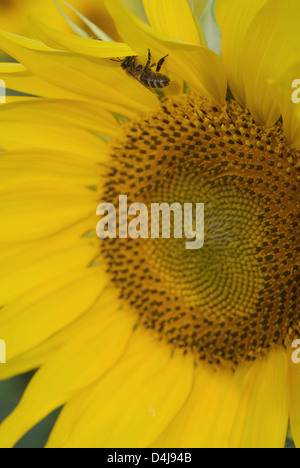 Luckau, Deutschland, eine blühende Biene bestäubt Sonnenblume Stockfoto