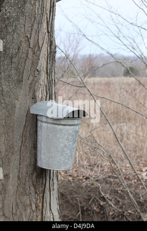 Ein SAP-Eimer hängt an einem Ahornbaum während der Frühjahrssaison Sirup. Stockfoto