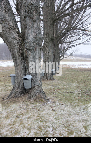 Ahornsirup-Saison bedeutet SAP-Eimer auf die Ahorn-Bäume im Frühling. Stockfoto
