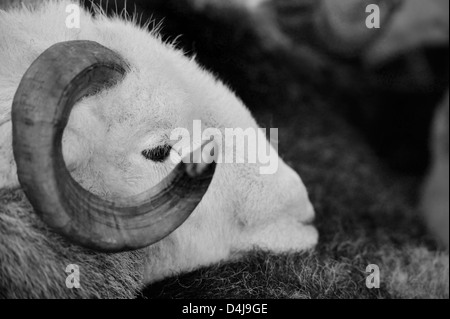 Schwarz / weiß Bild Herdwick RAM bei einem Verkauf. Stockfoto