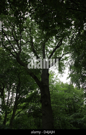 Dunkel und bedrohlich Baum im Wald Stockfoto