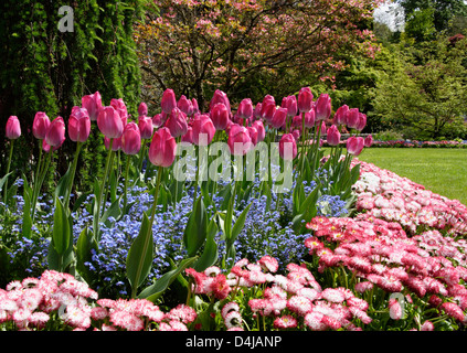 Farben des Frühlings. Tulpe Garten an einem sonnigen Tag Stockfoto