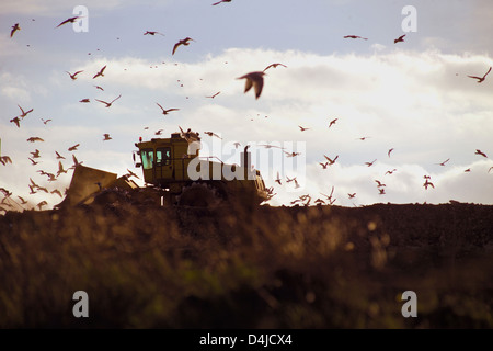 Bulldozer und Möwen auf Deponie Stockfoto