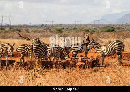 Tsavo, Kenia, Afrika Stockfoto
