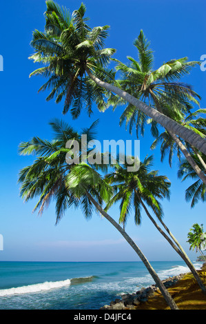 Schöne tropische Landschaft mit Meer Strand und Palmen unter blauem Himmel Stockfoto
