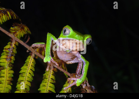 Blatt weiß gesäumten Frosch (Phyllomedusa Vaillanti), Manu Learning Centre, Peru Stockfoto