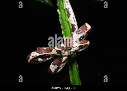 Unter der Leitung von Blunt Baumschlange (Imantodes Cenchoa), Manu Learning Centre, Peru Stockfoto