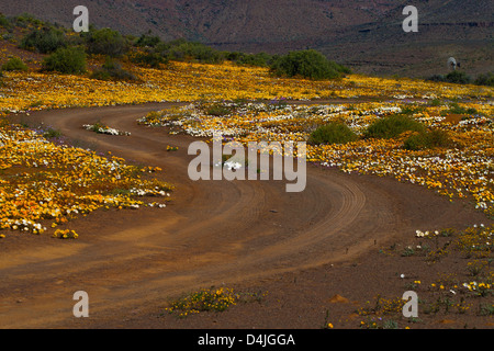 Staubige Straße gewundenen Trog eine wilde Blume reservieren im Frühjahr mit Blumen beiderseits, gelegen im Namaqualand, Südafrika Stockfoto