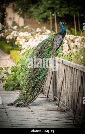 Pfau auf Holzzaun sitzend Stockfoto