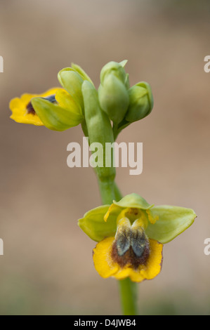 Gelbe Biene Orchidee (Ophrys Lutea) blüht Küste Fuß von Banagil nach Praia da Marinha Algarve Portugal Europa Anfang März 2013 Stockfoto