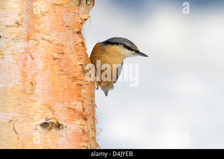 Kleiber (Sitta Europaea) eurasische Kleiber • Ostalbkreis; Baden-Württemberg; Deutschland Stockfoto