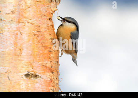 Kleiber (Sitta Europaea) eurasische Kleiber • Ostalbkreis; Baden-Württemberg; Deutschland Stockfoto