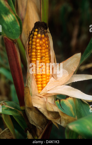 Maiskolben, Mais (Zea Mays) Stockfoto