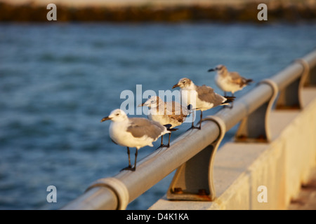 Möwen ruhen auf dem Geländer der White Street Pier in Key West in der Morgendämmerung Stockfoto