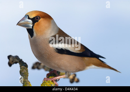 Kernbeißer (Coccothraustes Coccothraustes) Kernbeißer • Ostalbkreis; Baden-Württemberg; Deutschland Stockfoto