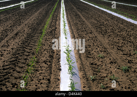 Reihen von Jungmaissprossen, die auf fruchtbarem Boden mit Plastikmulch auf landwirtschaftlichem Feld wachsen Stockfoto
