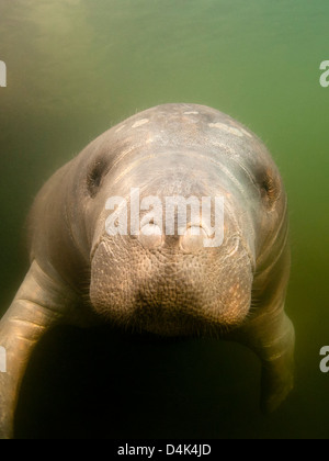 Im trüben Wasser schwimmen Seekuh Stockfoto