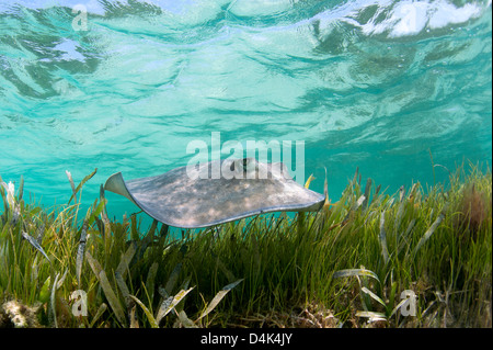 Sting Ray in tropischen Gewässern schwimmen Stockfoto