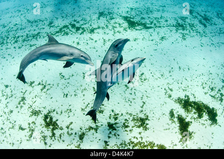 Delfine schwimmen in tropischen Gewässern Stockfoto